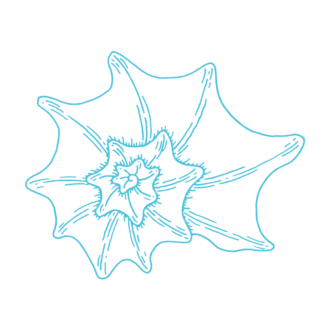 31b 31b