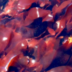 Dulse pic - Rekick Dulse pic - Rekick