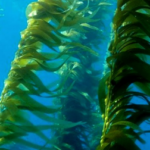 Kelpware pic 5 Kelpware pic 5