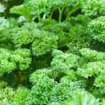 Parsley Extract pic - Rekick Parsley Extract pic - Rekick