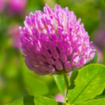 Red Clover pic - Rekick Red Clover pic - Rekick